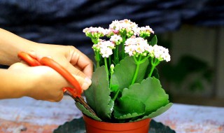 黑发丝植物怎么养 黑发丝植物怎么养视频