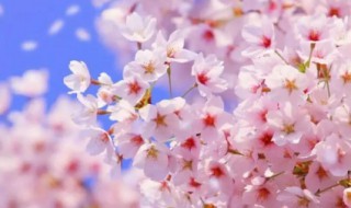 樱花有啥作用（樱花有什么作用）