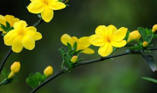 迎春花的作用（迎春花的作用是什么20字）