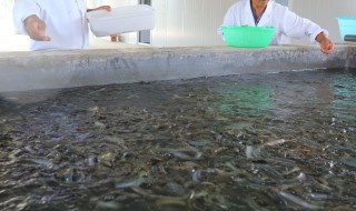 室内泥鳅养殖 室内泥鳅养殖用什么箱