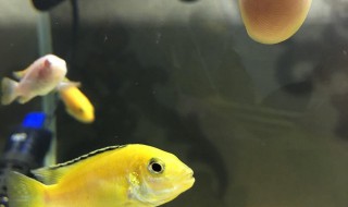 三湖慈鲷多久吐出小鱼（三湖慈鲷多久吐出小鱼）
