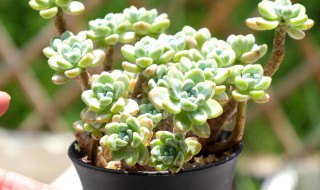 肉肉植物怎么养 多肉植物怎么浇水
