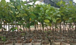 榴莲树苗怎么种植方法 榴莲树苗怎么种植方法视频看看