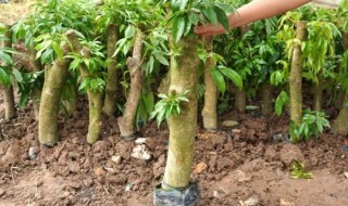 荔枝苗的种植方法（荔枝苗的种植方法和管理）