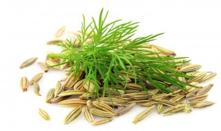 小茴香种子的种植方法（小茴香种子怎么种植方法）