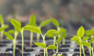 种子种植方法（牡丹花种子种植方法）