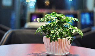 幸福树的种植方法 幸福树的种植方法视频