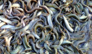 求泥鳅养殖技术（求泥鳅养殖技术的网站）