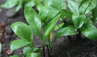 寒葱的种植方法和时间（寒葱的种植方法和时间视频）