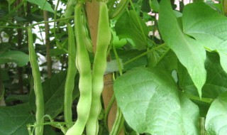 豆角种植方法步骤（种植豆角的技术和方法）