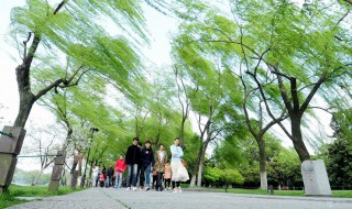 梦见大风是什么意思 梦见大风是什么意思梦见大风卷身