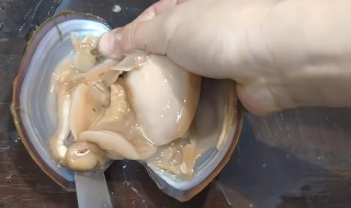 河蚌如何清洗（河蚌如何清洗?）