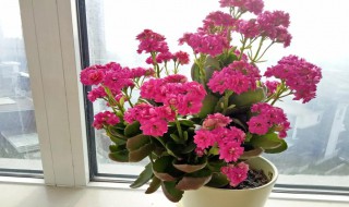 长寿花有没有毒（长寿花有没有毒放在室内）