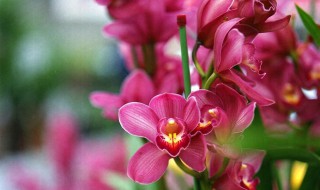 大花蕙兰的介绍（大花蕙兰品种名称和图片）