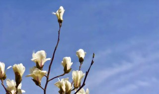 玉兰什么时候开（玉兰什么时候开花）