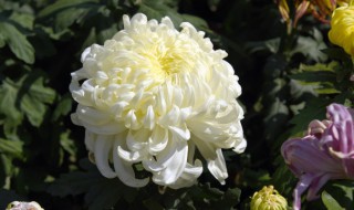 菊花的基本介绍（菊花从几个方面介绍）