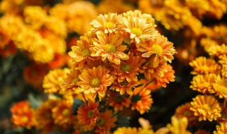 菊花的养护方法（冬季菊花的养护方法）