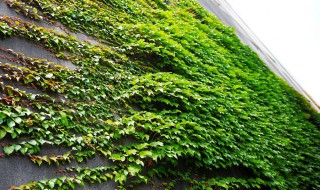 爬山虎的养护方法 爬山虎的养护方法视频