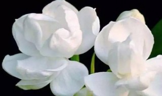 茉莉花驱蚊子吗（茉莉花驱蚊子吗有毒吗）