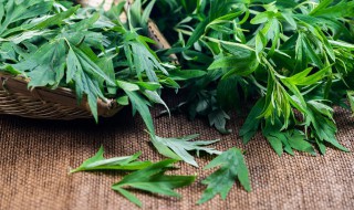 艾草一年能收割几次 艾草多长时间收割一次