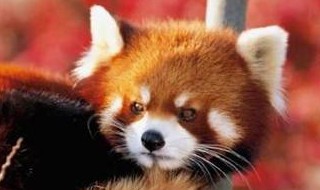 小熊猫是小浣熊吗（小熊猫不是小浣熊吗）