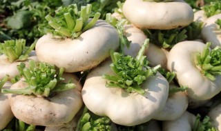 芜菁是什么蔬菜（芜菁是什么蔬菜和萝卜有什么区别）