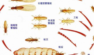 白蚁一般什么月份出来 白蚁一般什么月份出来觅食