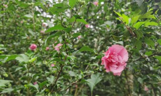 重瓣木槿花的养殖方法（重瓣木槿花的养殖方法和技术）