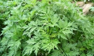 艾草熏蚊子的正确方法 艾草熏蚊子的正确方法视频