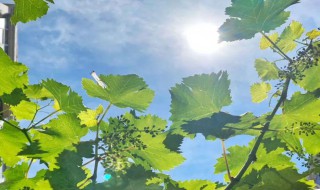 进入夏天的标准是什么（夏天一般是）