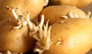 什么程度的土豆算发芽（什么程度的土豆算发芽图片）