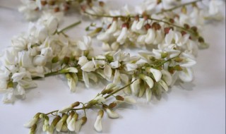 槐花怎样长期保鲜（槐花怎样长期保存保鲜）