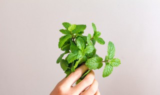 野薄荷能吃吗（野薄荷能吃吗有毒吗）