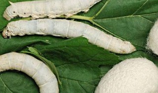 蚕宝宝破茧后怎么处理 蚕宝宝破茧怎么处理和使用