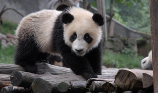 小熊猫是什么（小熊猫是什么科动物）