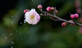 梅花泪的寓意和象征 梅花泪的寓意和象征意义