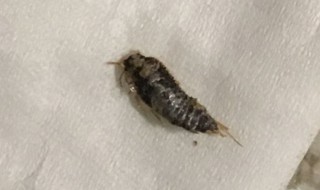 家里小黑虫怎么来的 家里有好多小黑虫是以哪里来的
