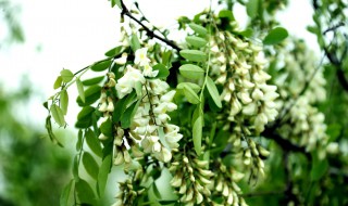 梦见槐花开满树是什么意思（梦见槐花开满树是什么意思梦见自己想捡拉圾）