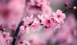 家里养梅风水不吉利 家里养梅花风水好不好