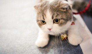 家里进猫代表什么预兆（家里进猫代表什么预兆还生了小猫）