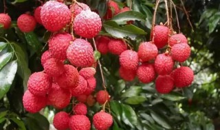 荔枝吃不完怎么保存（荔枝吃不完怎么保存冰箱）