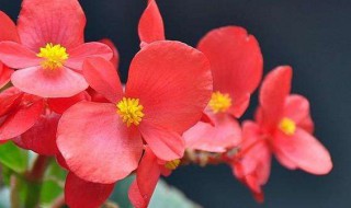 冬季室内适合养什么花（北方冬季室内适合养什么花）