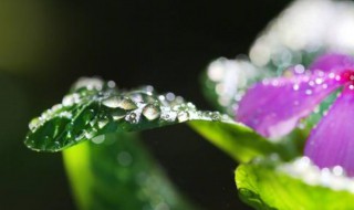 白露凉快了吗 白露节气凉快了吗