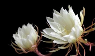 白露节气代表性植物 白露节气代表性植物灯笼花