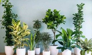 室内适合养什么花或植物（室内适合养什么花或植物呢）