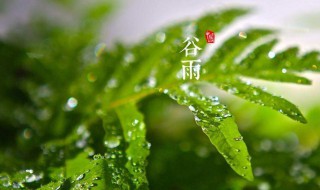 谷雨吃什么食物（谷雨吃什么食物?）