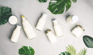 乳酸菌是细菌还是真菌（酵母是细菌还是真菌）