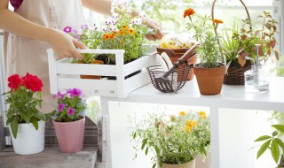 适合室内养的花（冬天适合室内养的花）