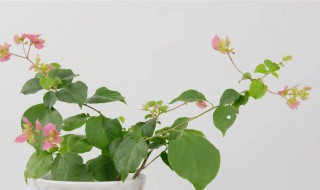 三角梅如何换花盆（三角梅换花盆,能不能活哦）