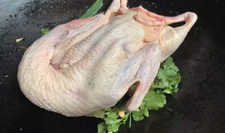 鸭子的拔毛方法 鸭子快速拔毛法